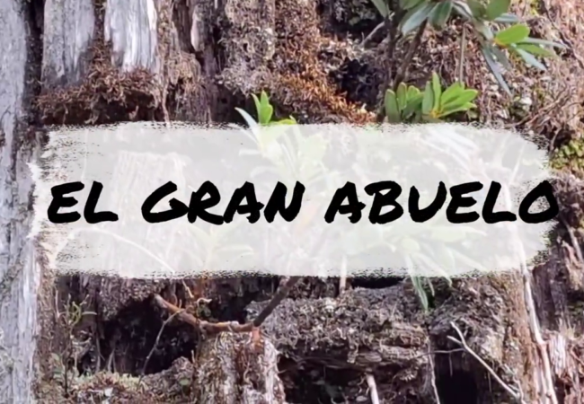 El árbol mas  longevo del mundo  nos cuenta su historia
